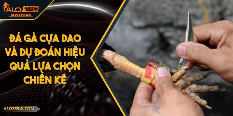 Đá Gà Cựa Dao Và Dự Đoán Hiệu Quả Lựa Chọn Chiến Kê