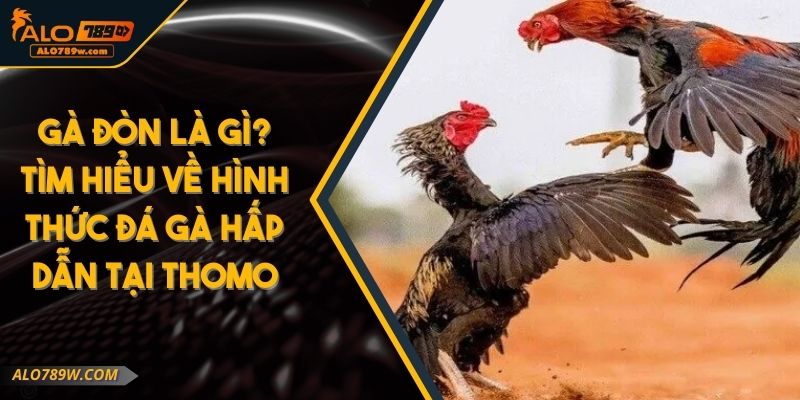 Gà Đòn Là Gì? Tìm Hiểu Về Hình Thức Đá Gà Hấp Dẫn Tại Thomo